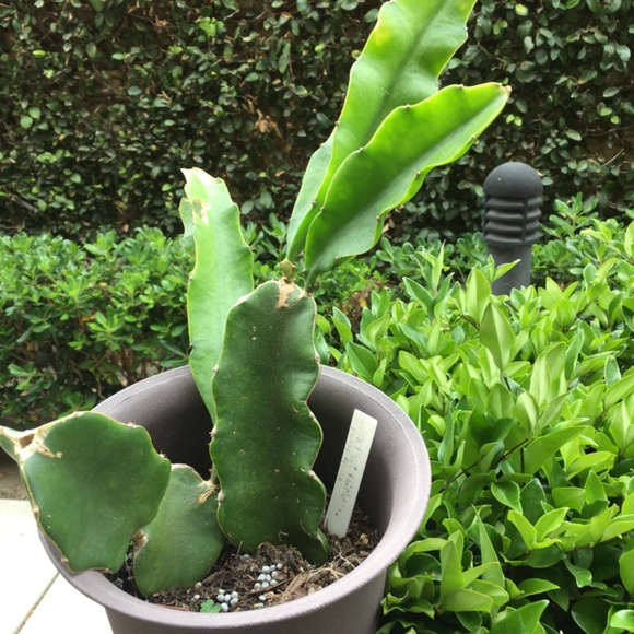 Dragon Fruit Big Cuttings (Sweet Variety- Pre-Season BLOW-OUT Sale!) - Picture 4 of 5